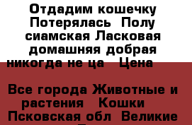 Отдадим кошечку.Потерялась. Полу сиамская.Ласковая,домашняя,добрая,никогда не ца › Цена ­ 1 - Все города Животные и растения » Кошки   . Псковская обл.,Великие Луки г.